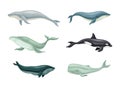 Whale as Aquatic Placental Marine Mammal with Flippers and Large Tail Fin Vector Set Royalty Free Stock Photo