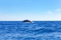 Whale, SÃÂ£o Miguel Island, Azores, AÃÂ§ores, Portugal, Europe