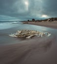 Decomposed beached whale backbone with moving water and dramatic clouds. Royalty Free Stock Photo