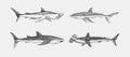 Whale and Blue shark. Great hammerhead and Sand shark. Marine predator animal. Sea life. Hand drawn vintage engraved Royalty Free Stock Photo