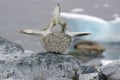 Whale bone Antarctica