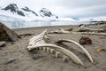 Whale Bones on an Antarctic Beach Royalty Free Stock Photo
