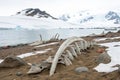Whale Bones on an Antarctic Beach Royalty Free Stock Photo