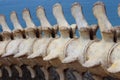Whale Bones Royalty Free Stock Photo