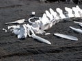 Whale bone remains Royalty Free Stock Photo