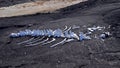 Whale bones Royalty Free Stock Photo