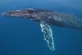 Whale breaching