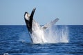 Whale Breaching Royalty Free Stock Photo