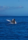 Whale breaching and jumping out of the ocean off the coast of maui hawaii Royalty Free Stock Photo