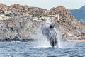 Whale breaching in los cabos mexico Royalty Free Stock Photo