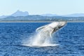 Whale breaching with the mountains in the background Royalty Free Stock Photo