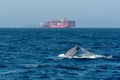 Whale breaching near cargo ships
