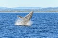 Whale breaching near the shoreline Royalty Free Stock Photo