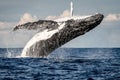 Whale breaching off Manly beach, Sydney Australia Royalty Free Stock Photo