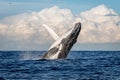 Whale breaching off Manly beach, Sydney Australia Royalty Free Stock Photo