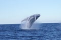 Whale Breaching Royalty Free Stock Photo