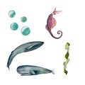 Whale bubbles seaweed sea horse watercolor sketch Royalty Free Stock Photo
