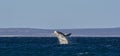 Whale calf jumping, Peninsula valdes,