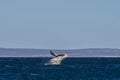 Whale calf jumping, Peninsula valdes,