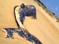 Whale carcass Royalty Free Stock Photo