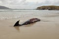 Whale carcass. Royalty Free Stock Photo