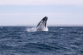 Whale Cetacean Eubalaena australis Royalty Free Stock Photo