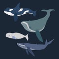 Whale collection flat hand drawn illustration on dark blue background Royalty Free Stock Photo