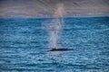 Whale comming up for breath in Husavik