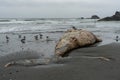 Whale Corpse on Foggy Pacific Northwest Beach Royalty Free Stock Photo