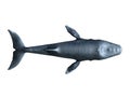 Whale Royalty Free Stock Photo