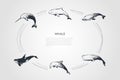 Whale - different types - dolphin, sperm and killer whale vector concept set