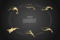 Whale - different types - dolphin, sperm and killer whale vector concept set