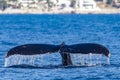 Whale diving in the deep sea of the Gulf of California that joins the Sea of Cortez with the Pacific Ocean. Royalty Free Stock Photo