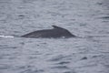 A whale diving down while seeing the back fin above water at Monterey Bay California.