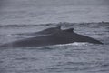 A whale diving down while seeing the back fin above water at Monterey Bay California.