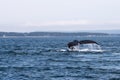 Whale Diving of Grand manan Royalty Free Stock Photo