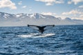 Whale diving on the Iceland coast near Husavik