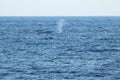 Whale diving and making fountain on the horizon. Whale in natural habitat. North Pacific ocean.