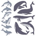 Whale and dolphin set. Jumping playful sea aquatic animal contour line doodle vector Illustration.