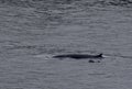 Whale and dolphin swimming side by side