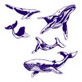 Whale drawing with a ballpoint blue pen