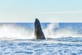 Whale emerging from the ocean of the Australian coastline Royalty Free Stock Photo