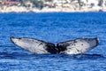 Whale entering the deep sea of the Gulf of California that joins the Sea of Cortez with the Pacific Ocean. Royalty Free Stock Photo