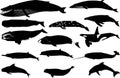 Various types of whale silhouettes Royalty Free Stock Photo