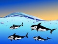 Whale family in the ocean Royalty Free Stock Photo