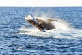 Whale flipping back into the ocean after breaching Royalty Free Stock Photo