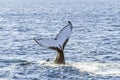 Whale showing off itÃ¢â¬â¢s tail in the ocean Royalty Free Stock Photo