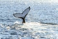 Whale flipping up itÃ¢â¬â¢s tail in the ocean Royalty Free Stock Photo