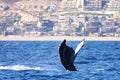 A whale flips its tail up after a leisurely dive