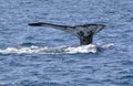 Whale fluke Royalty Free Stock Photo